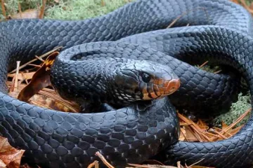 tabire-khab-mar