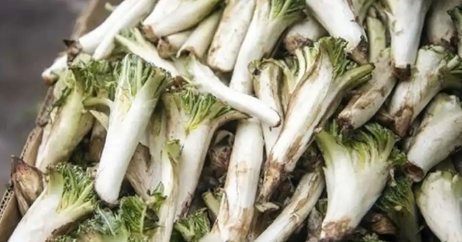 کنگر کوهی