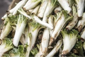 کنگر کوهی