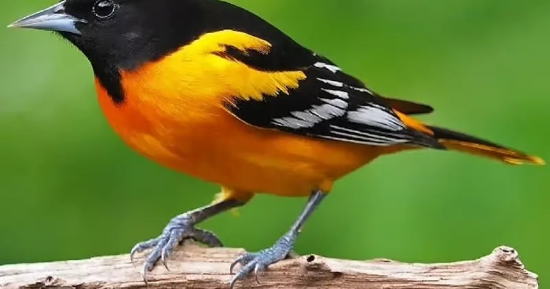 پرنده