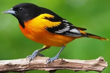 پرنده
