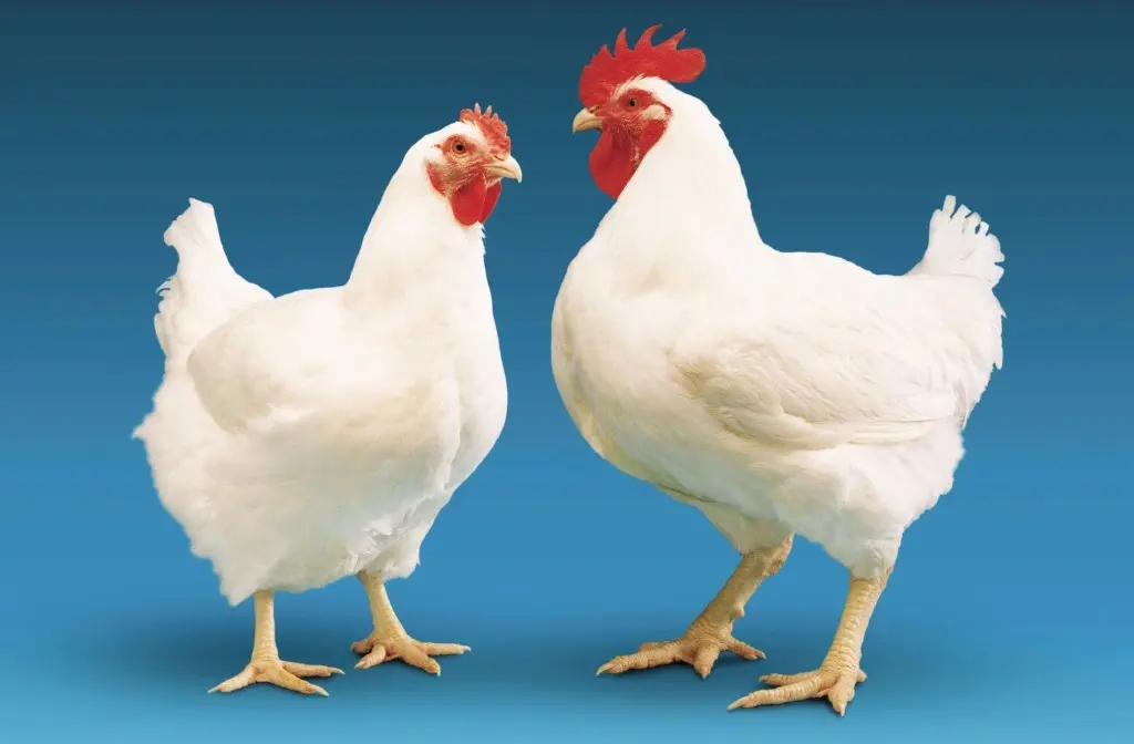 تعبیر خواب مرغ