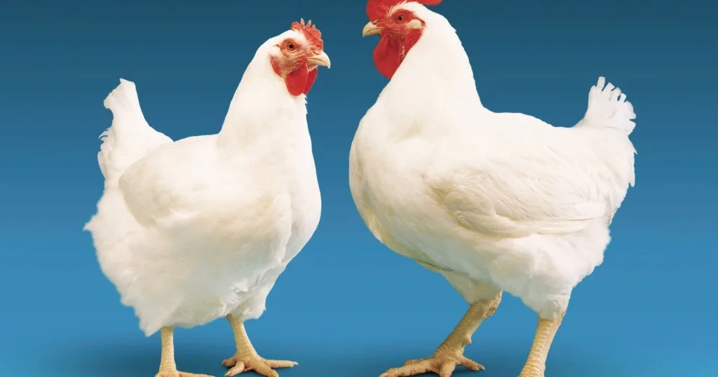 تعبیر خواب مرغ