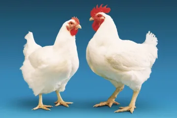 تعبیر خواب مرغ