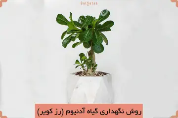 آدنیوم