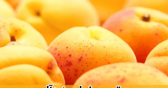 apricot-dream-meaning-interpretations-4