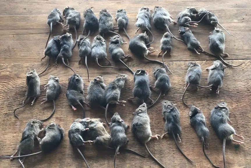 mouse