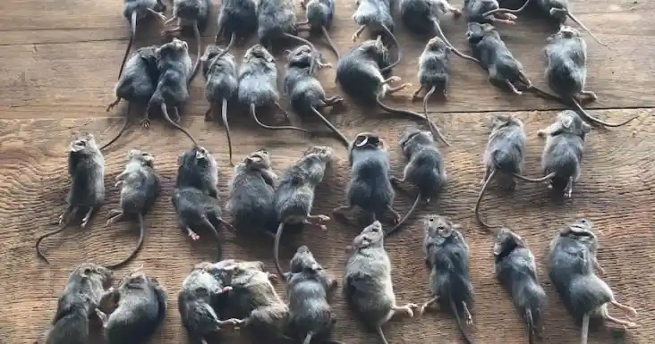 mouse