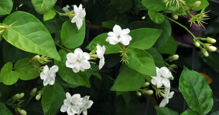 jasmine-sambac-rezvanflower