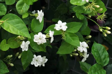 jasmine-sambac-rezvanflower