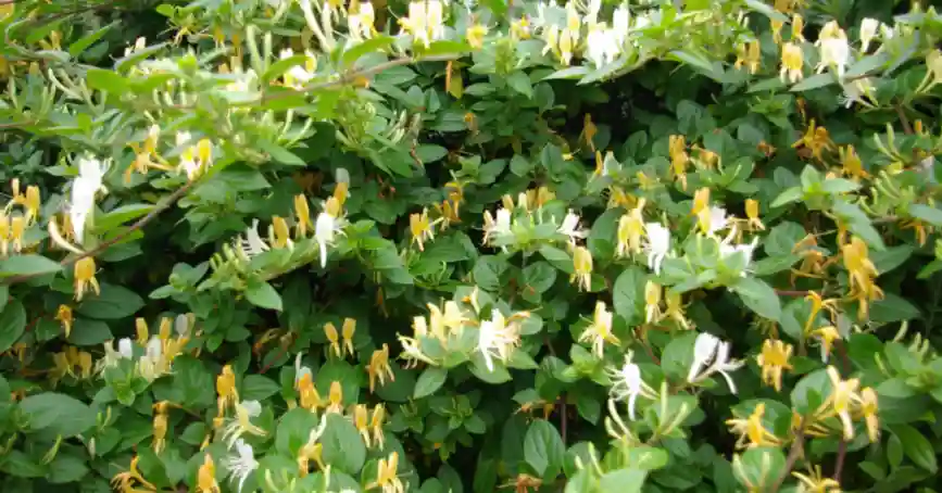 Honeysuckle3