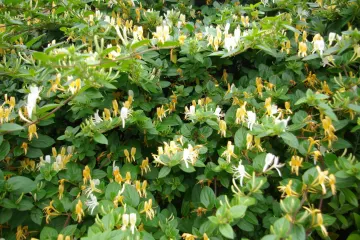 Honeysuckle3