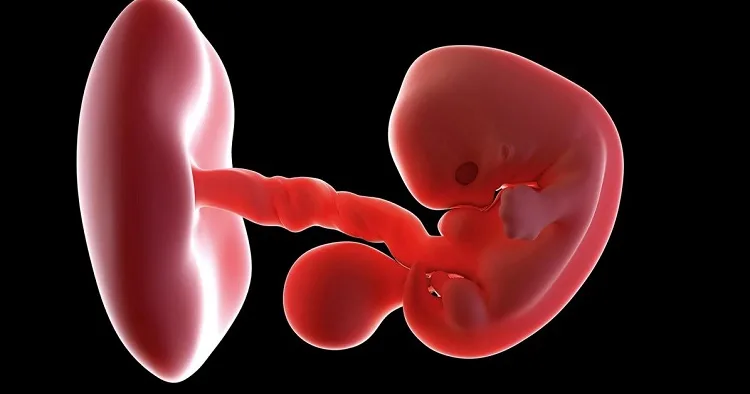 7th-Week-Pregnancy-Symptoms-Baby-Development-Tips-And-Body-Changes-910x1024-1