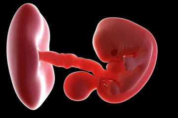 7th-Week-Pregnancy-Symptoms-Baby-Development-Tips-And-Body-Changes-910x1024-1