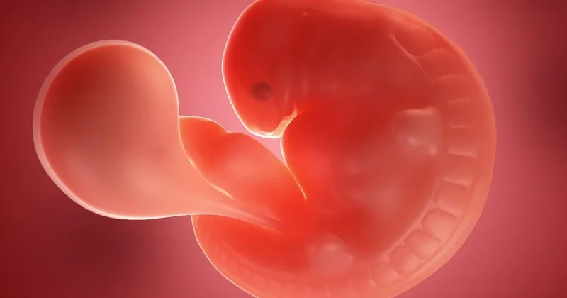 baby-scan-at-week-5