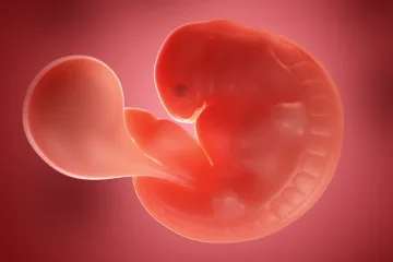 baby-scan-at-week-5