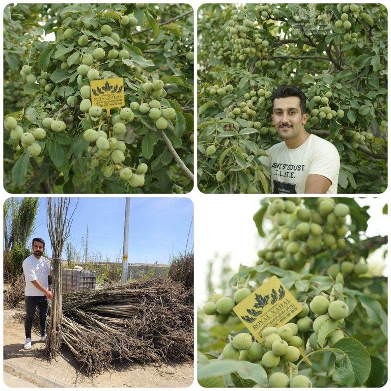 سرمایه گذاری برای آینده با کاشت نهال