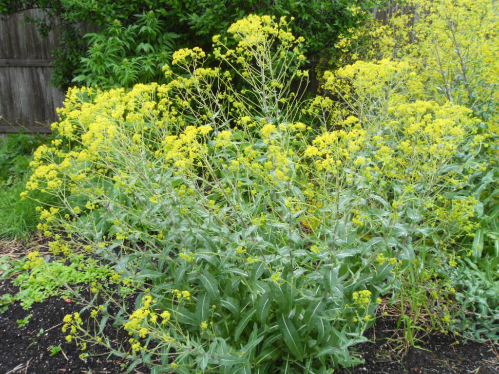 وسمه چیست؟ همه چیز درباره این گیاه شگفت‌انگیز و خواص آن