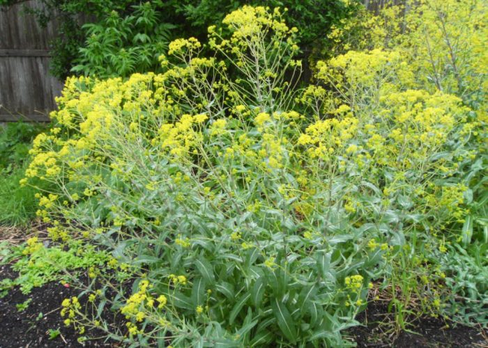 وکس بدن چیست؟ آشنایی با فواید، روشها و نکات ضروری آن