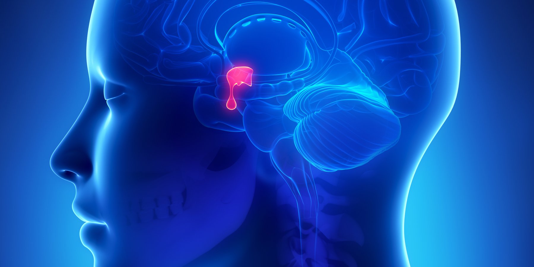 همه چیز درباره هیپوفیز: عملکرد، بیماری‌ها و درمان‌ها
