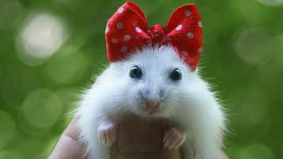 همه چیز درباره همستر خانگی: راهنمای کامل مراقبت و نگهداری